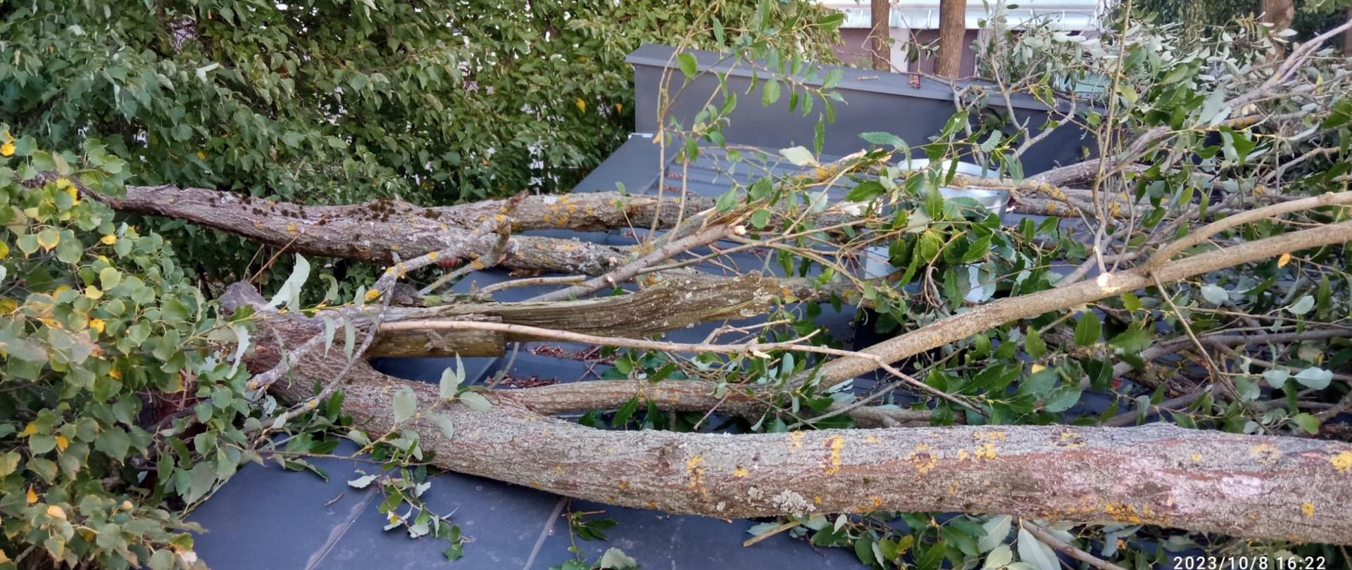 Powalone drzewo na dach budynku.