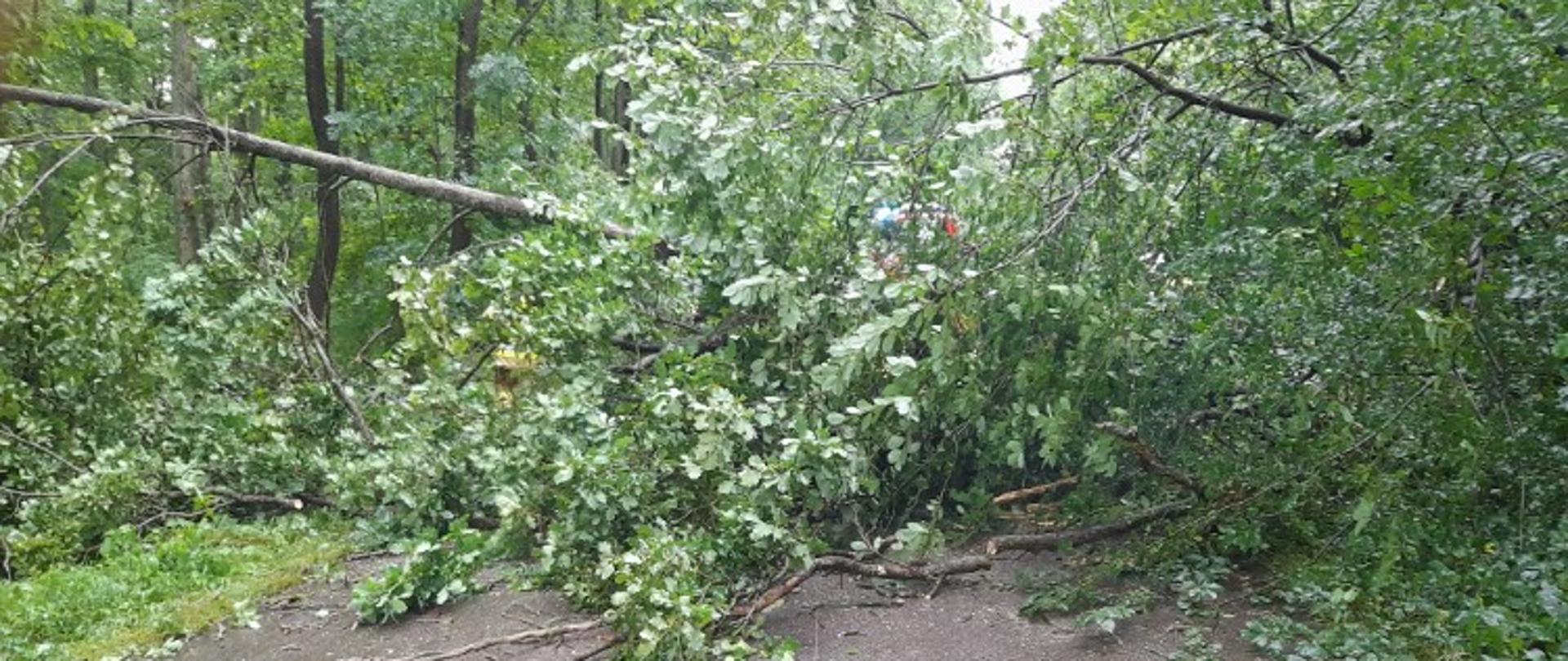 Usuwanie skutków wichury