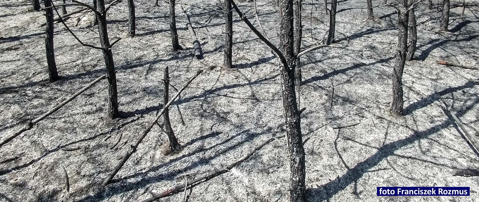 Pożar lasu w Olkuszu - pogorzelisko 