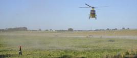 Wypadek Mikoszki. Na polu ląduje śmigłowiec Lotniczego Pogotowia Ratunkowego. Strażak stoi i pomaga pilotowi poprzez wskazanie miejsca lądowania. 