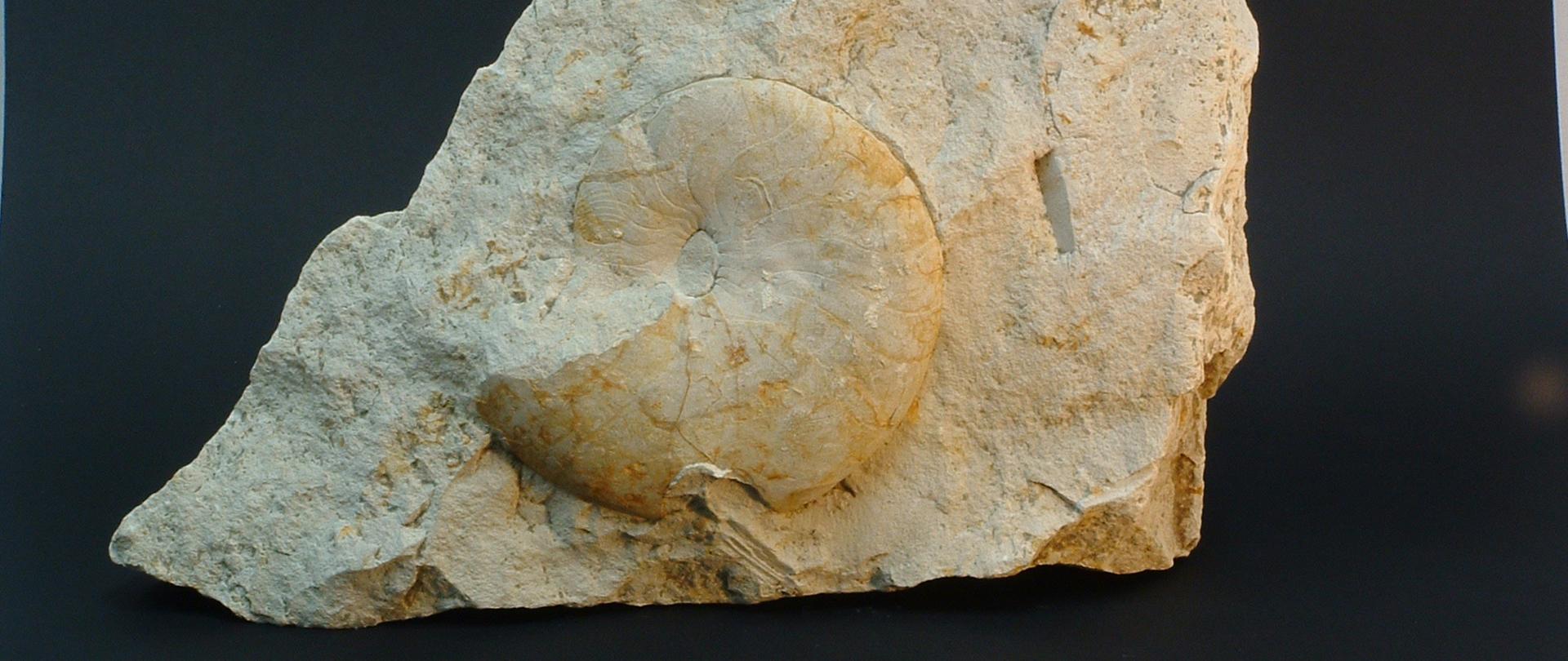 Cymatoceras