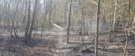 Na zdjęciu widać spalony obszar lasu. Kilkanaście drzew. Zdjęcie zrobione w ciągu dnia. Na zdjęciu widać prąd wody podawany na spaloną powierzchnię.