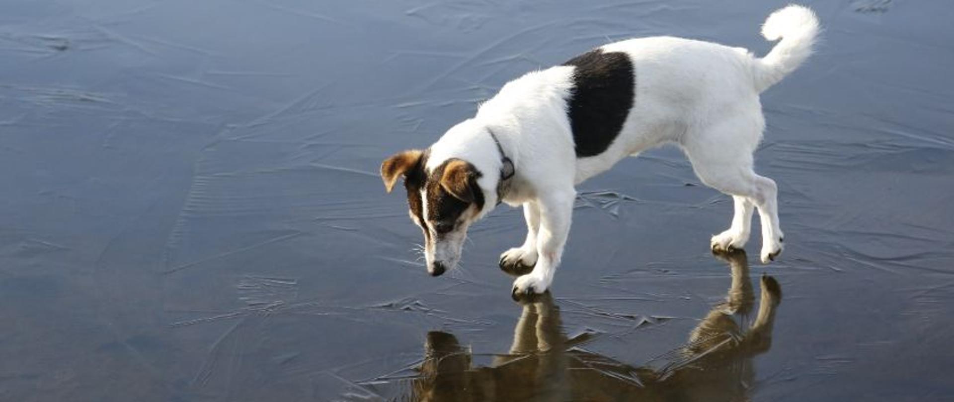Zwierzęta giną pod lodem. Strażacy pomagają jak tylko mogą