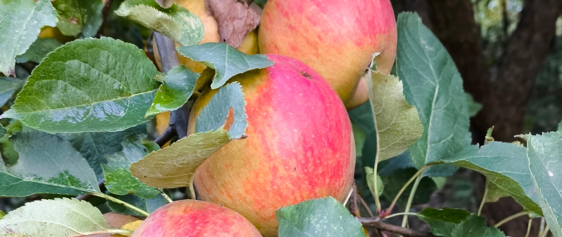 Owoce jabłek dojrzewające na gałęzi jabłoni