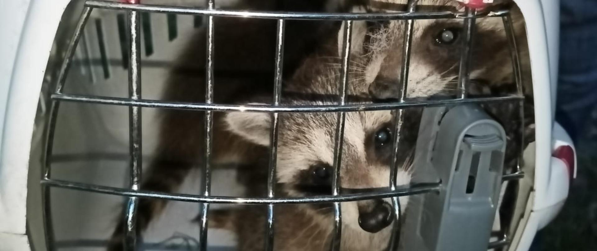 Strażacy ratują rodzinę szopów