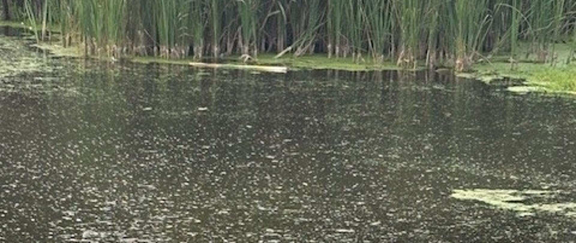 Powierzchnia wody ze śladami „„Dziubkujących” ryb. W tle widać brzeg rzeki porośnięty roślinnością wodną.
Dziubkujące" ryby to potoczne określenie zachowania ryb, które podpływają do powierzchni wody i "dziubkują", czyli wykonują ruchy pyszczkiem przypominające pobieranie pokarmu lub powietrza. Zjawisko to najczęściej występuje, gdy brakuje tlenu w wodzie.