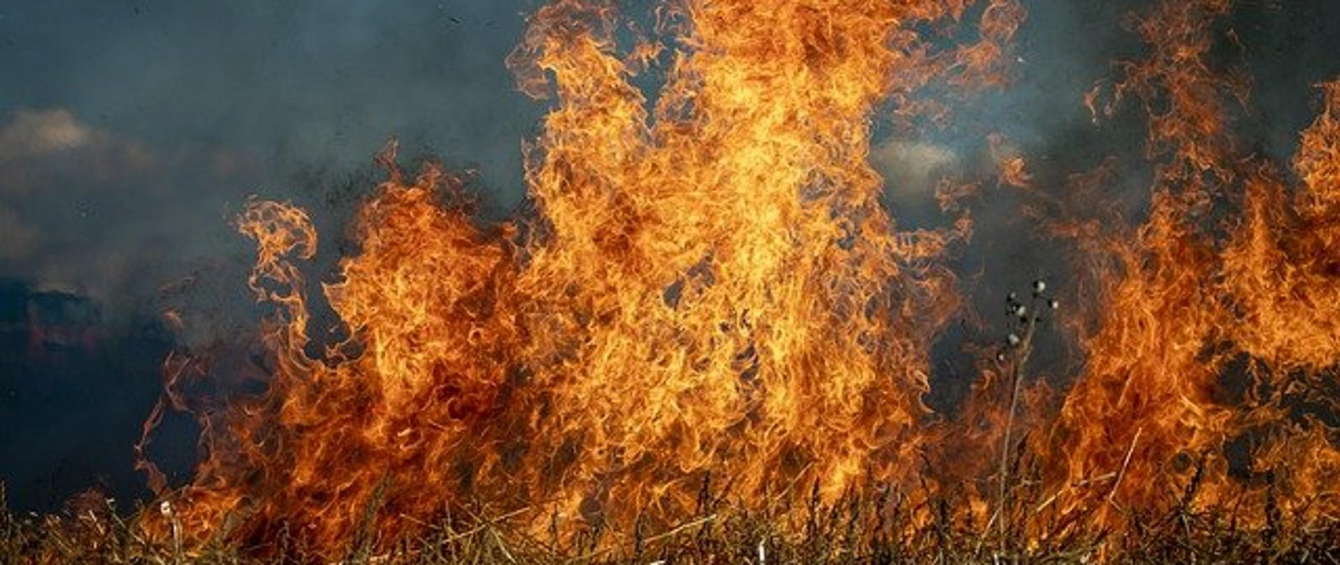 Zdjęcie przedstawia pożar suchej trawy. Trawa sucha w kolorze słomkowym. Płomienie ją ogarniające są w kolorze żółto – pomarańczowym. Nad płomieniami unosi się czarny gęsty dym. Za płomieniami i dymem w oddali widać niebieskie niebo. 