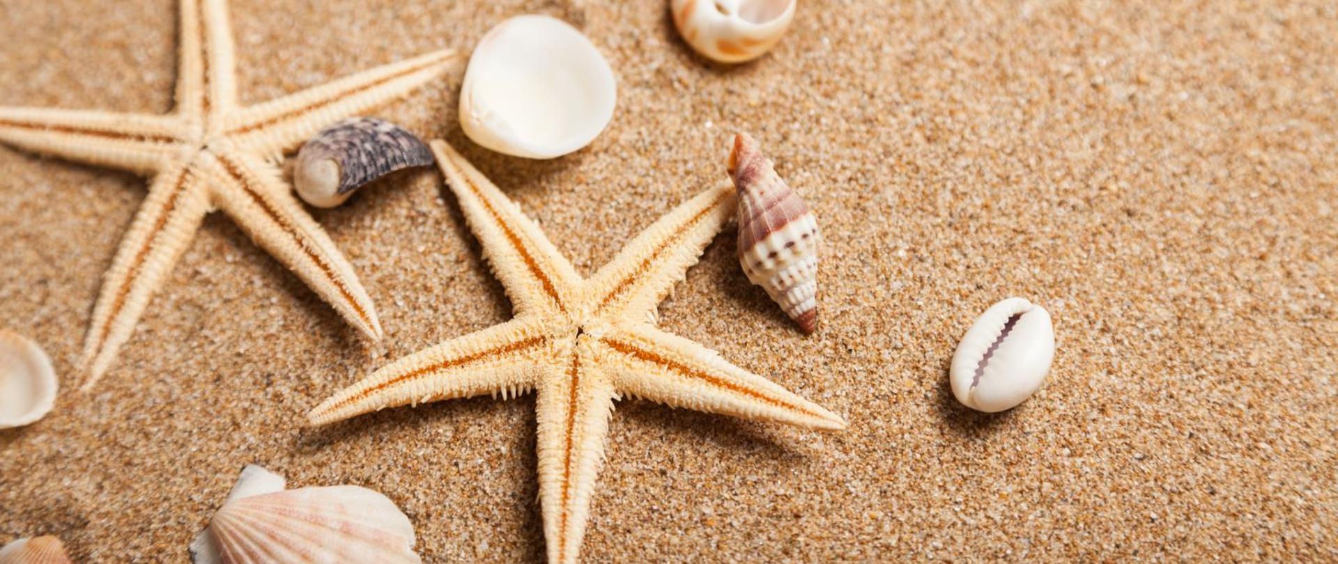 zdjęcie przedstawia plaże a na niej muszle, rozgwiazdy