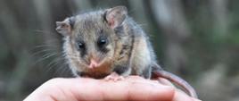 Mountain Pygmy Possum