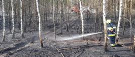 Pożarze lasu w Kiszewie