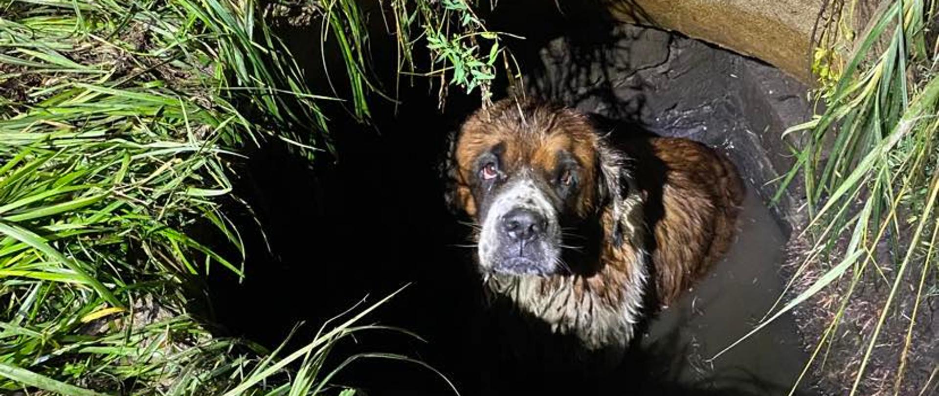Na zdjęciu pies znajdujący się w studni, częściowo zanurzony w wodzie.