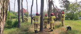 Zdjęcie przedstawia na pierwszym planie strażaków Państwowej Straży Pożarnej oraz teren lasu Państwowego, na którym odbywają się ćwiczenia bezpiecznej wycinki drzew. 