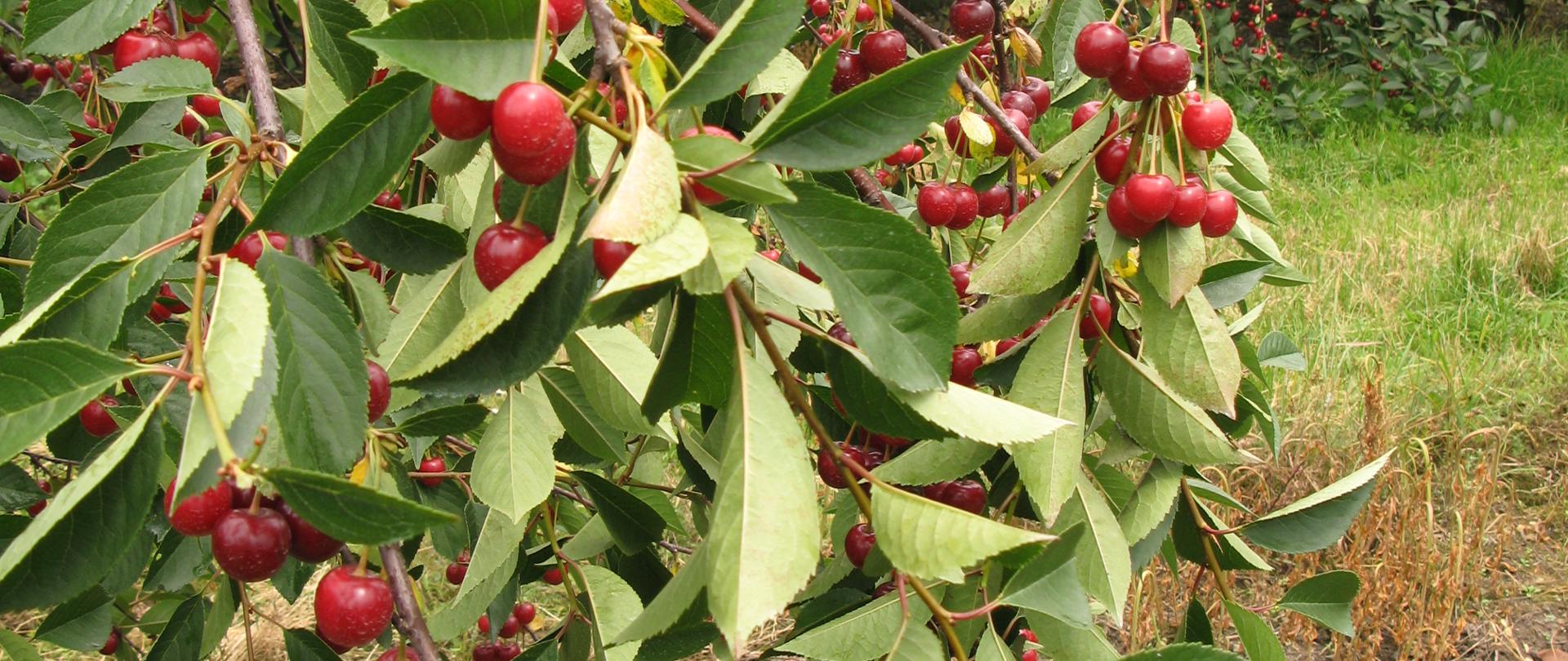 Na zdjęciu widać drzewo wiśni z czerwonymi owocami wiszącymi na gałęziach. 