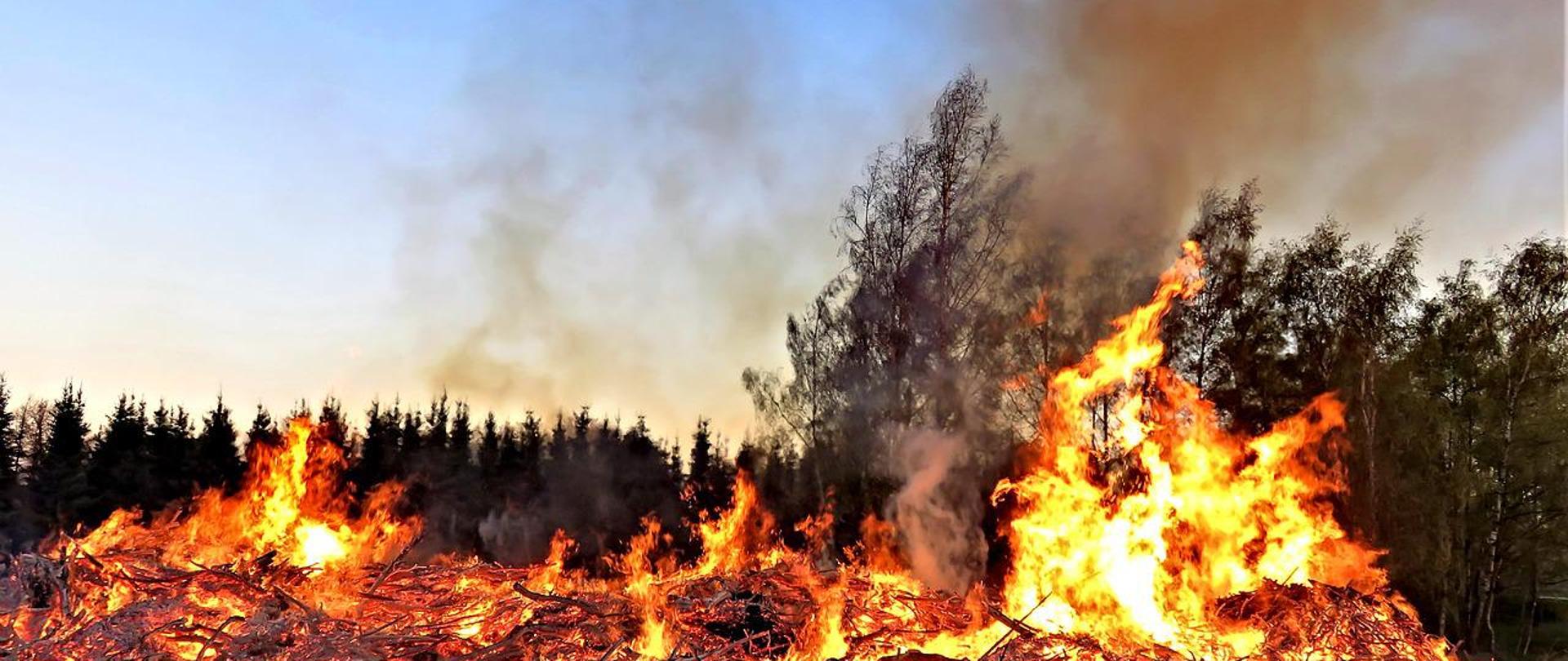 zdjęcie przedstawia palące się obrzeże lasu 