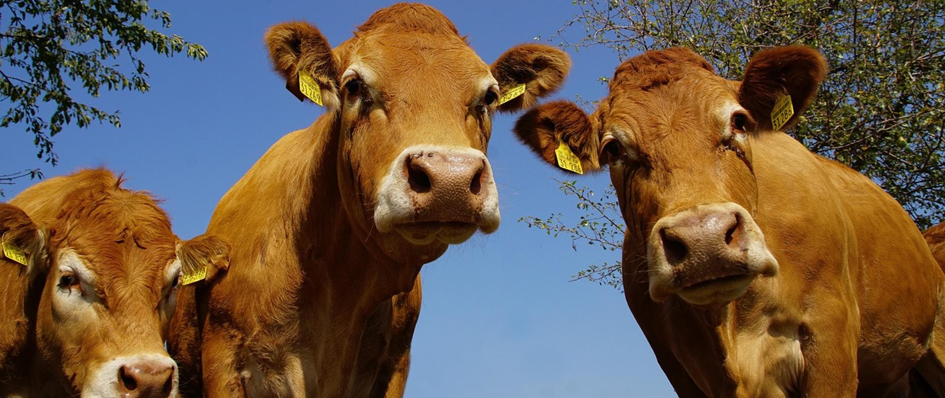 krowy mięsne na pastwisku