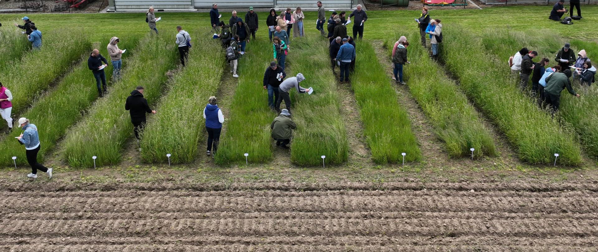 Widok z lotu ptaka - ludzie stoją pochyleni pośród poletek traw