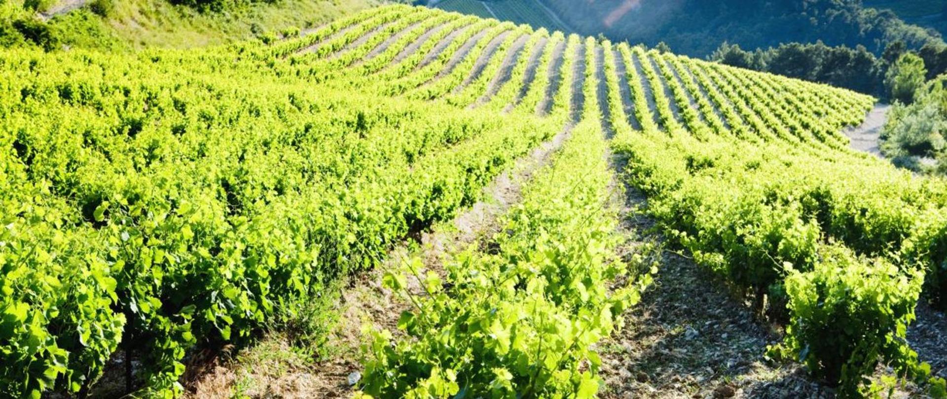 Zagrożenie COVID-19 – informacja dla rolników, plantatorów