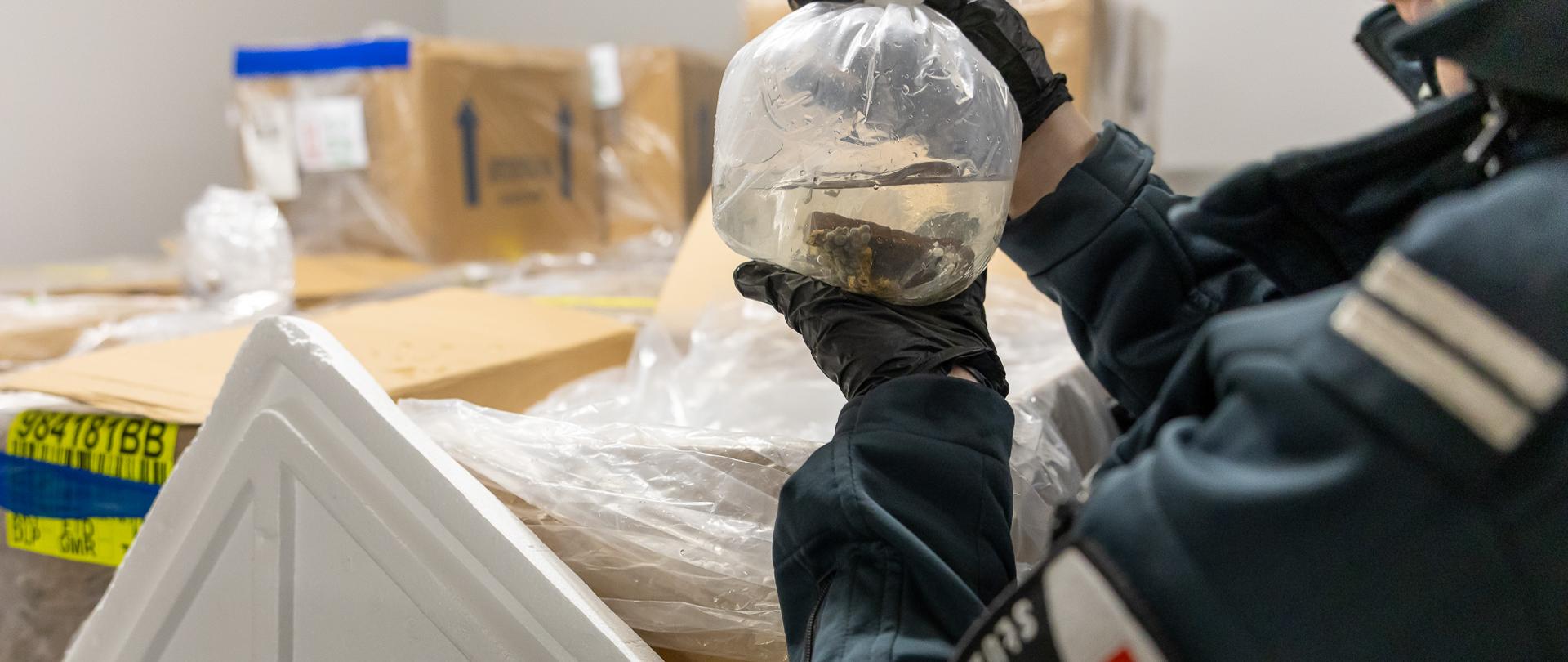 Osoba w umundurowaniu trzyma przezroczysty pojemnik z wodą i widocznym fragmentem materiału biologicznego nad otwartą skrzynią transportową.