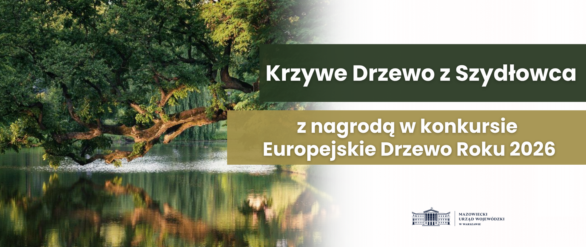 Na grafice krzywe drzewo z Szydłowca z napisem po prawej stronie napis Krzywe Drzewo z Szydłowca na zielonej belce oraz z nagrodą w konkursie Europejskie Drzewo Roku 2026 na beżowej belce