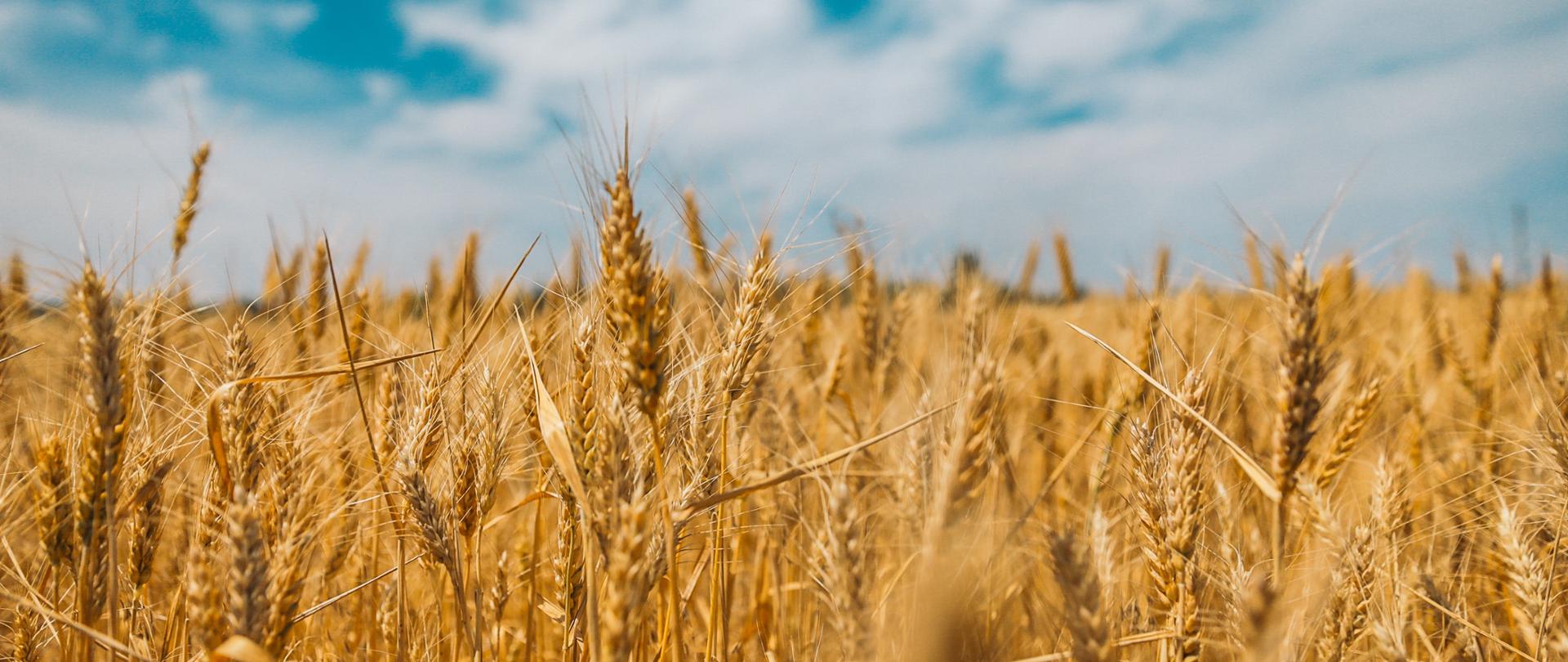 Pszenica
