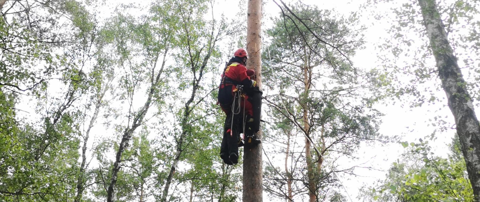  Ćwiczenia ewakuacja z drzew