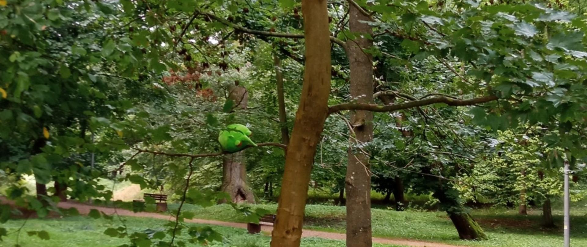 Pesty na gałęzi drzewa Platana klonolistnego