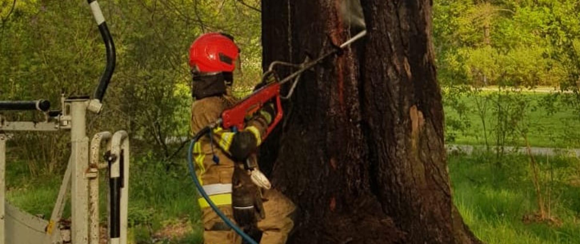 Na zdjęciu widać strażaka stojącego przed drzewem. Strażak trzyma w ręku urządzanie, które nazywa się kobra. Strażak znajduje się w parku. 