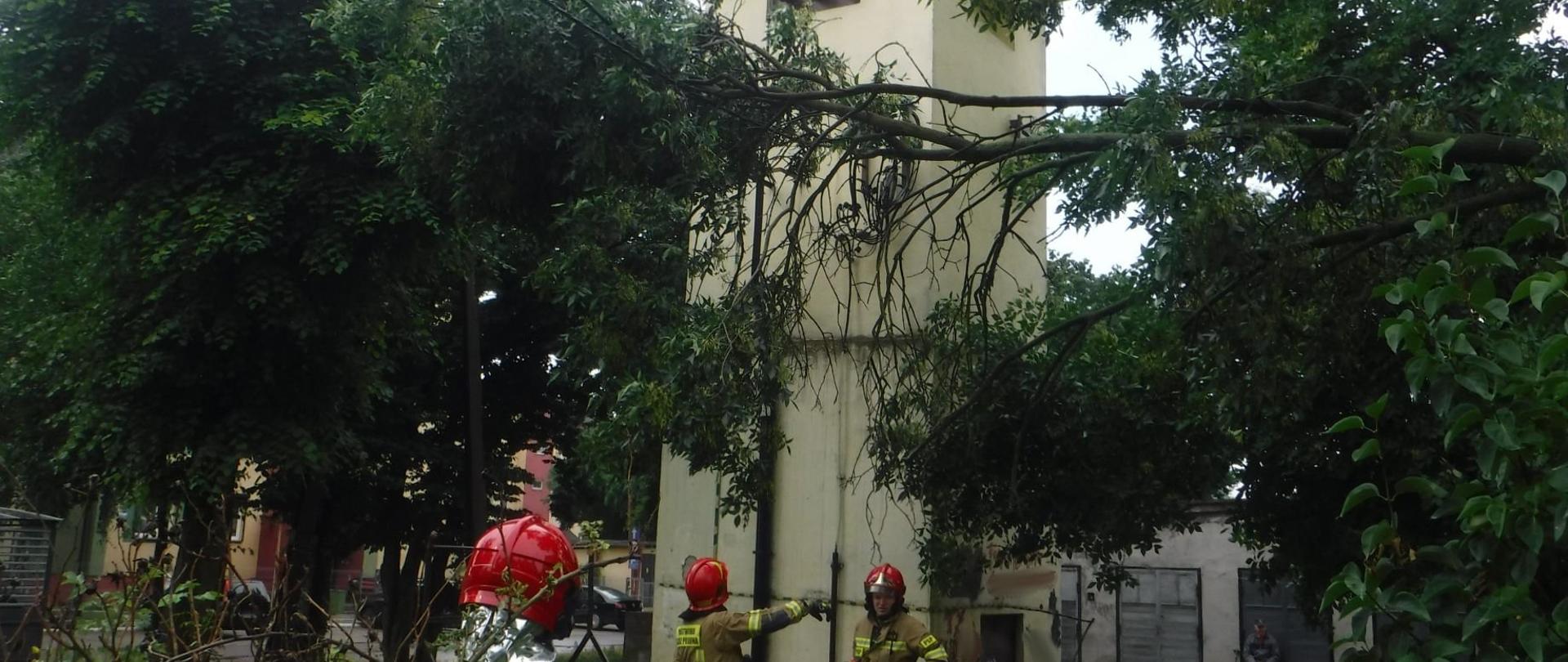 Na zdjęciu widać trzech strażaków w żółtych ubraniach i czerwonych hełmach usuwających gałęzie, które spadły na linię energetyczną przy transformatorze. W tle widać blok, samochody i inne drzewa. Jest dzień.
