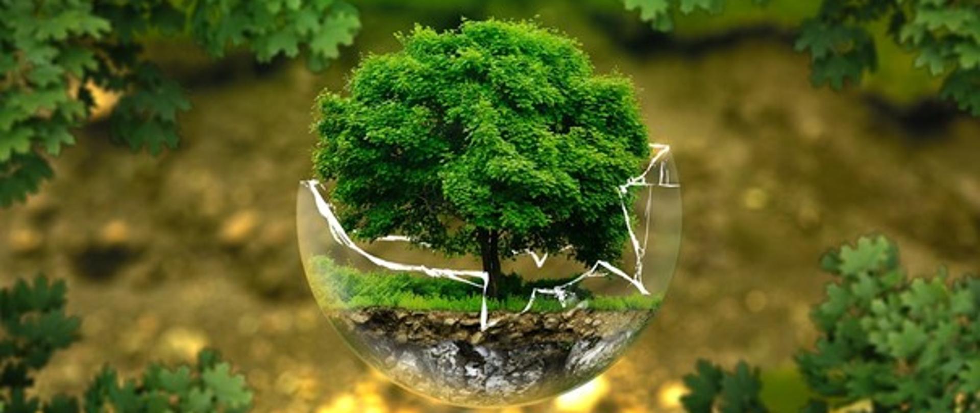 Międzynarodowy Dzień lasów