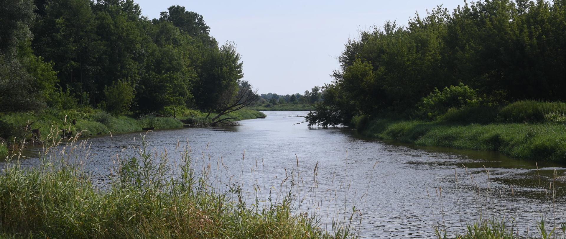 Na zdjęciu widać odcinek rzeki bug. Po prawej i lewej stronie brzegu widoczne zarośla i uschnięte drzewa.