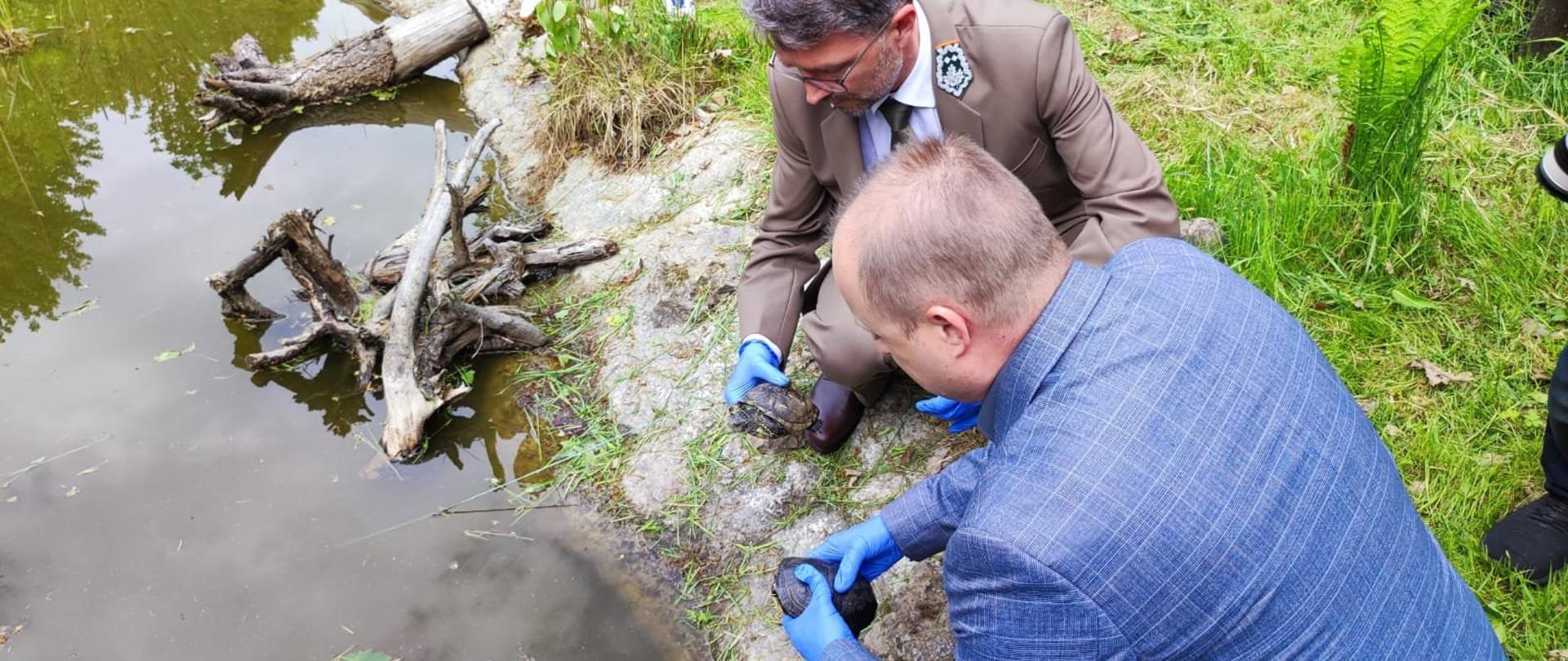 Dwaj mężczyźni wypuszczają małe żółwie do oczka wodnego, na rękach mają gumowe rękawiczki 