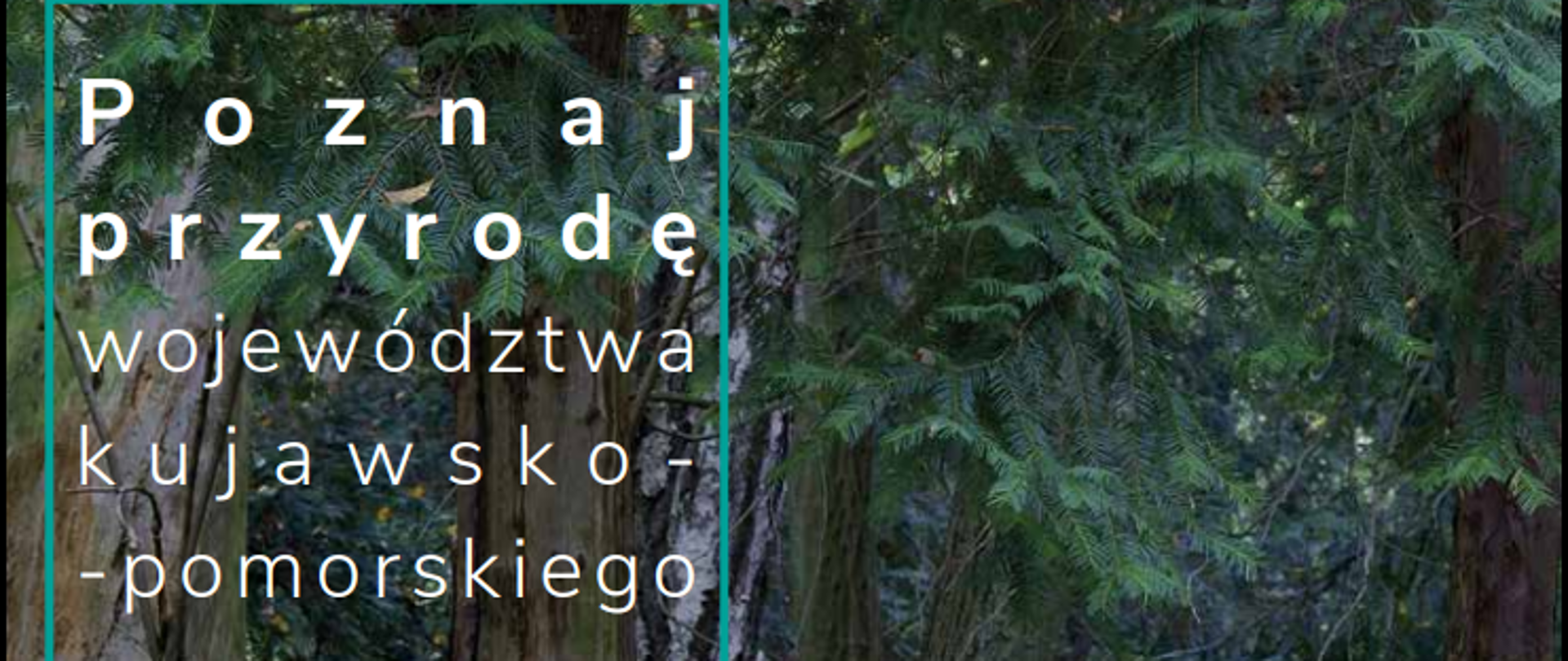 Napis Poznaj przyrodę województwa kujawsko-pomorskiego na tle drzew