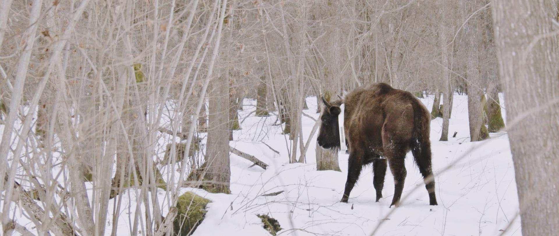 żubr w scenerii zimowej