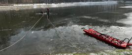 Strażacy w wodzie przywiązani linami do barierek zabezpieczających staw. Na brzegu sanie do ratownictwa lodowego