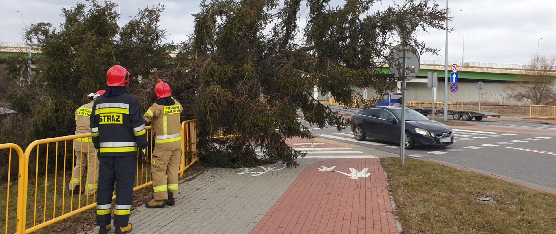 Na pierwszym planie stoi tyłem trzech strażaków w umundurowaniu bojowym. Jeden z nich ma napis na plecach STRAŻ, dwóch PAŃSTWOWA STRAŻ POŻARNA. Znajdują się przed powalonym drzewem, które spadło na ścieżkę rowerową oraz chodnik. Po prawej stronie przejeżdża samochód.