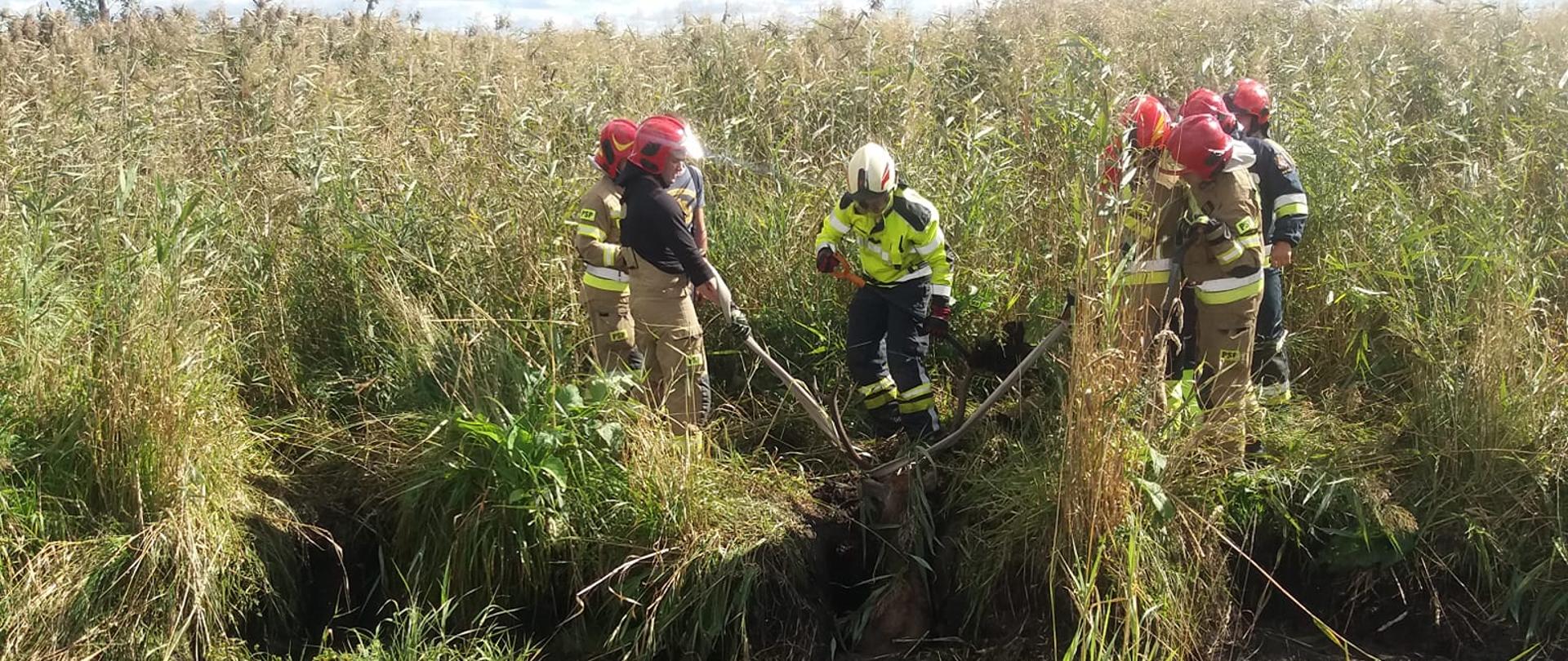 Zdjęcie przedstawia działania ratownicze jelenia, który ugrzązł w błocie