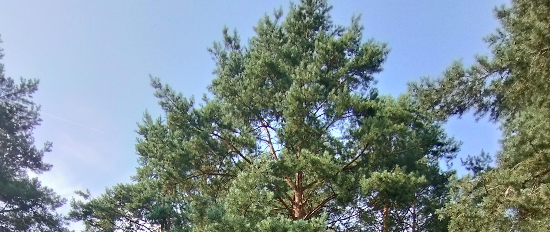 Zdjęcie przedstawia sosnę