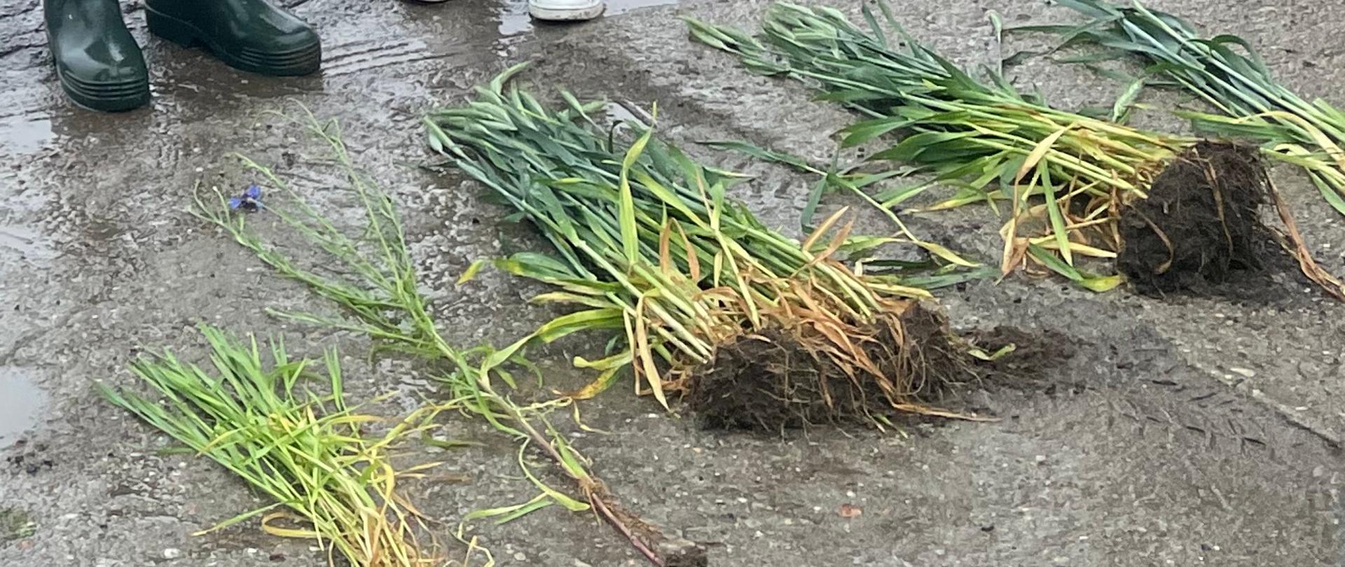 Grupa osób stoi na mokrej nawierzchni asfaltowej w deszczowej pogodzie, trzymając zielone parasole. Starszy mężczyzna mówi do mikrofonu, obok niego stoją kobieta z tablicą informacyjną oraz mężczyzna w kaloszach. Na ziemi ułożono kilka wyrwanych roślin z systemem korzeniowym. w tle widoczna przydrożna zieleń i fragment drzewa