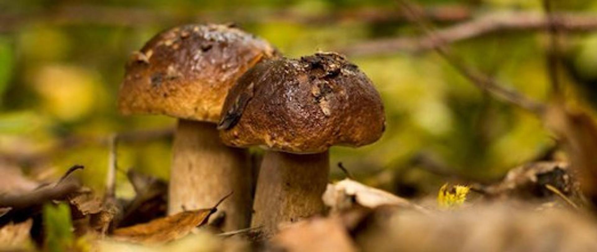 Grzyby, czyli jesień na talerzu