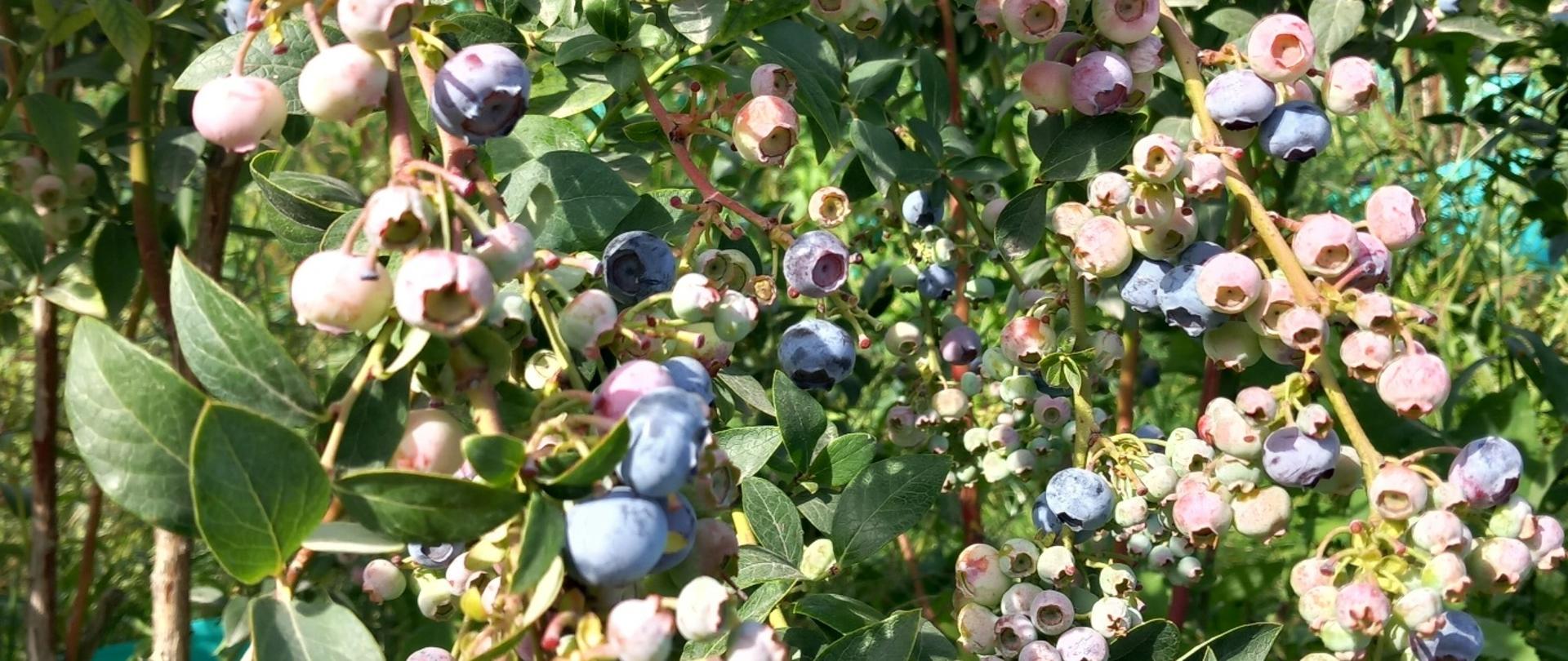 Krzak borówki amerykańskiej z owocami na różnych etapach dojrzewania – od zielonych i różowych po ciemnoniebieskie, gotowe do zbioru.