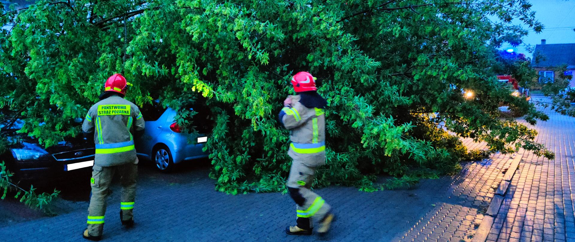 Strażacy PSP przy powalonym przez silny podmuch wiatru drzewie. Drzewo spadło na zaparkowane obok samochody osobowe.
