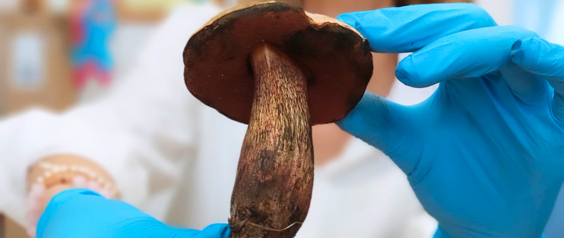 Zdjęcie przedstawia grzyba, który jest sprawdzany przez grzyboznawcę