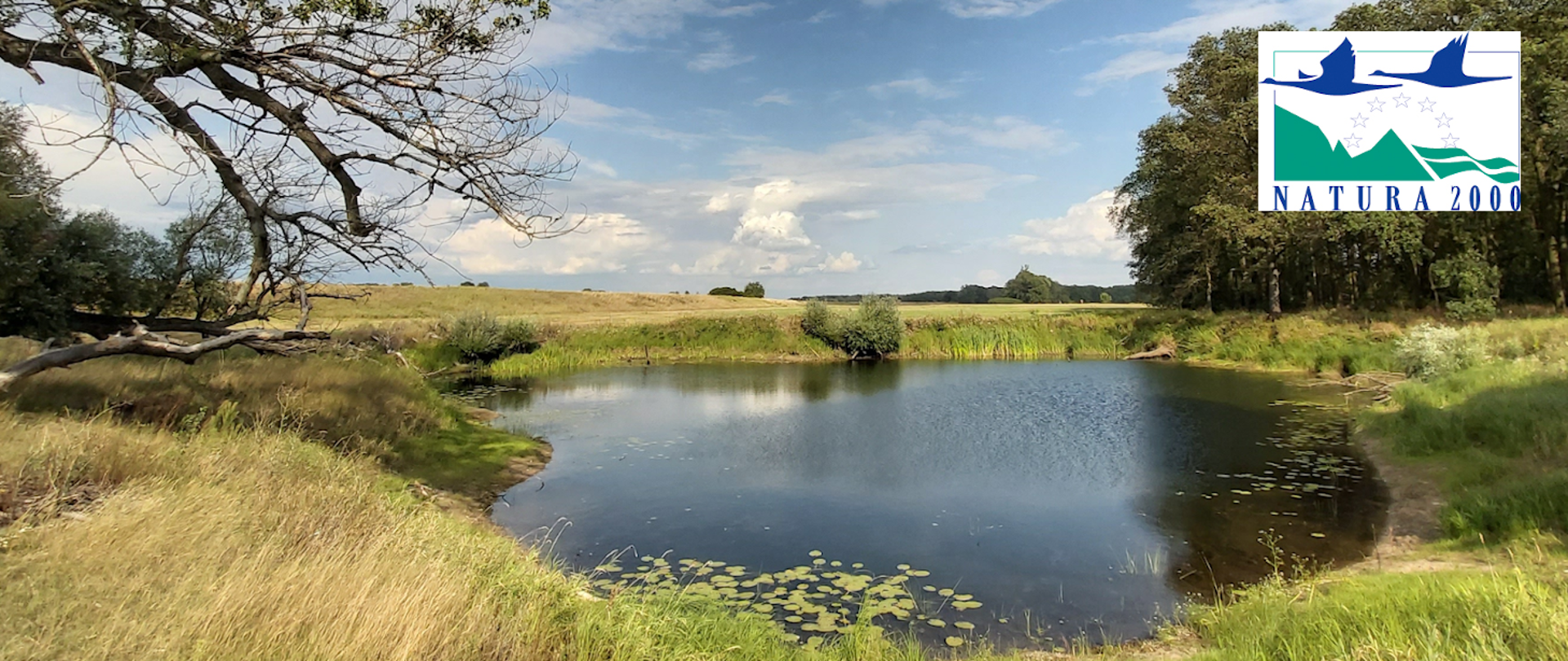 Krajobraz z niewielkim zbiornikiem wodnym, wokół trawy. Po lewej stronie fragmenty gałęzi drzewa. W prawym górnym roku logo Natura 2000 (zielone wzgórza i dwa lecące ptaki).