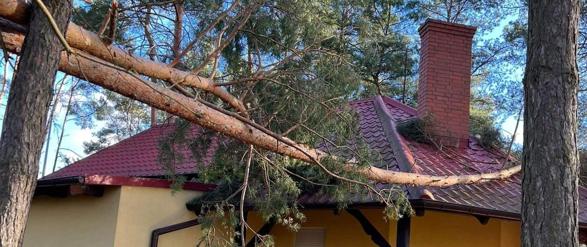 POWALONE DRZEWO NA DOM