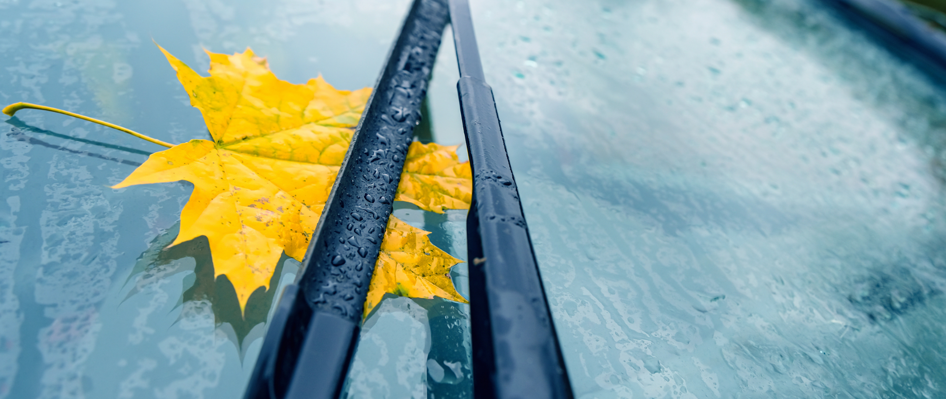 Zdjęcie - żółty liść za wycieraczką, na szybie auta.
