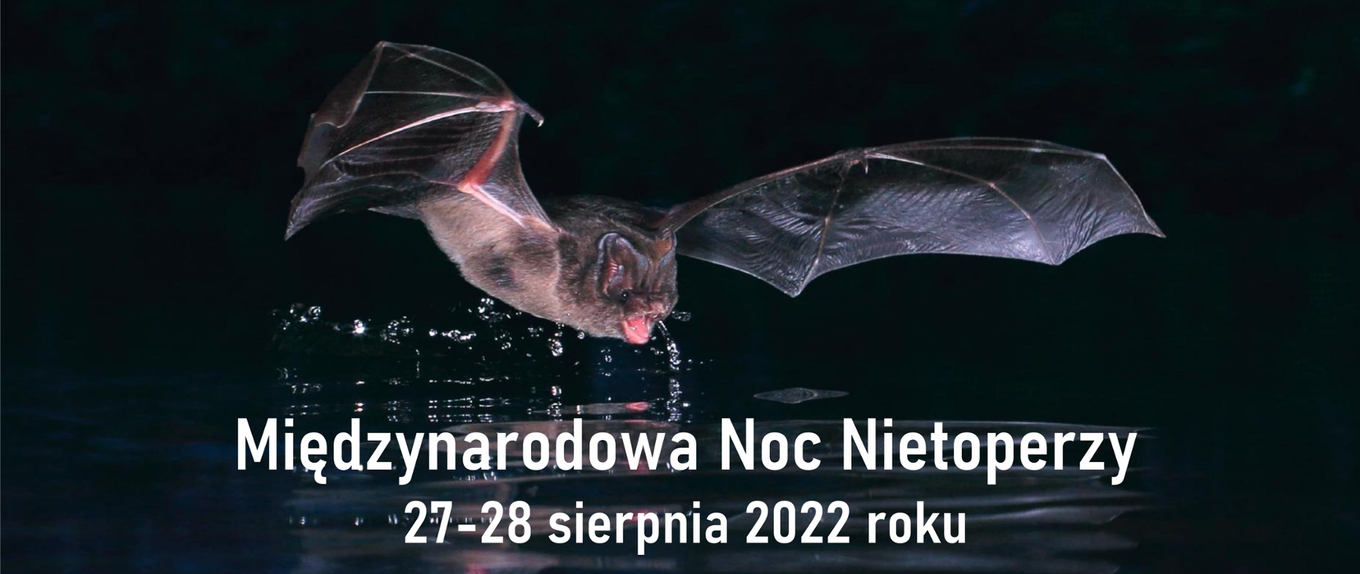 Nad taflą wody leci nietoperz z rozłożonymi skrzydłami. Po nim widać krople wody. U dołu napis: Międzynarodowa Noc Nietoperzy 27-28 sierpnia 2022 roku