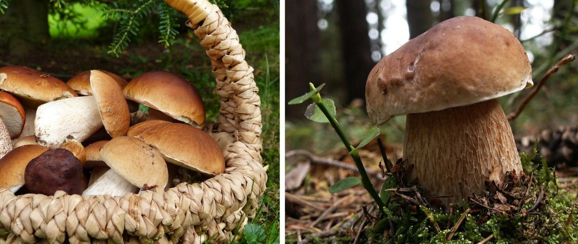 Bezpieczne grzybobranie