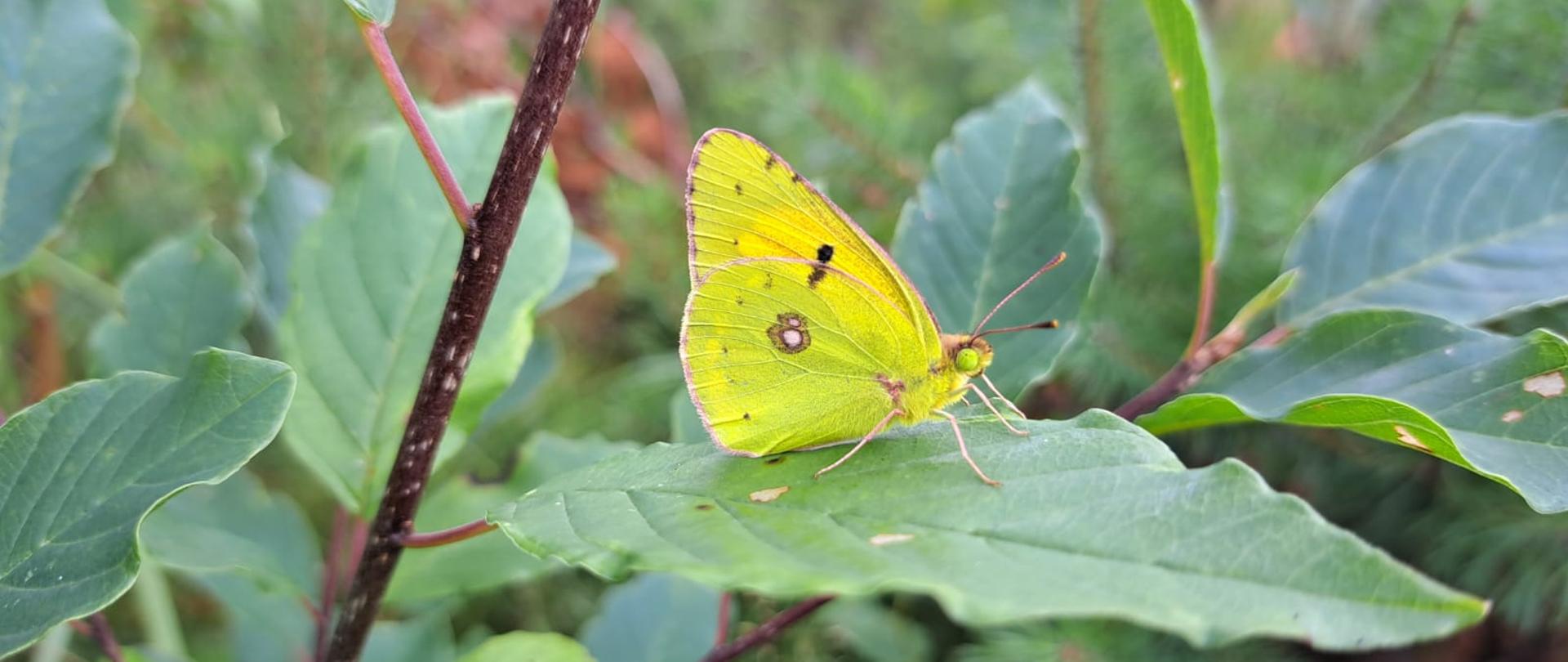 Działamy na rzecz ochrony cennych gatunków