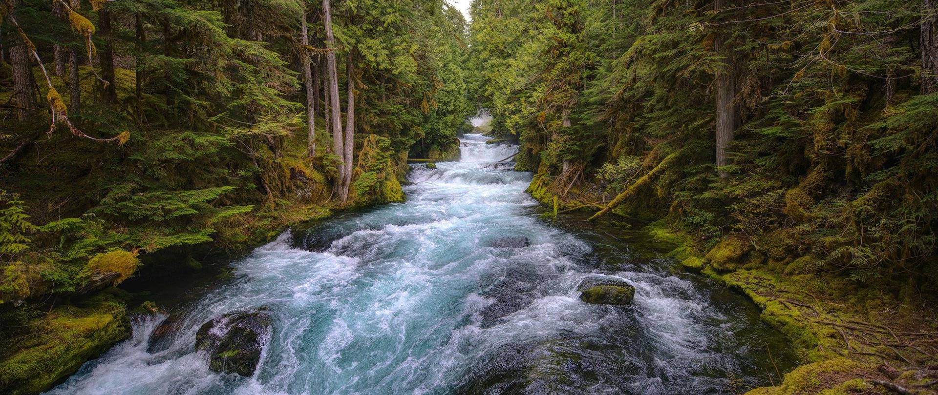 rzeka płynąca przez las