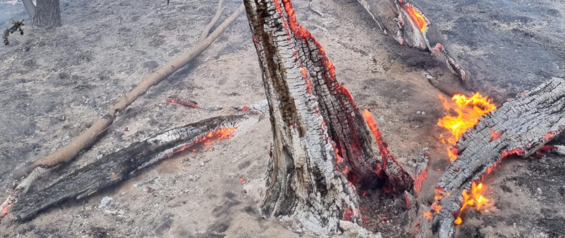DUŻY POŻAR UPRAW ROLNYCH W SIEDLISKU.